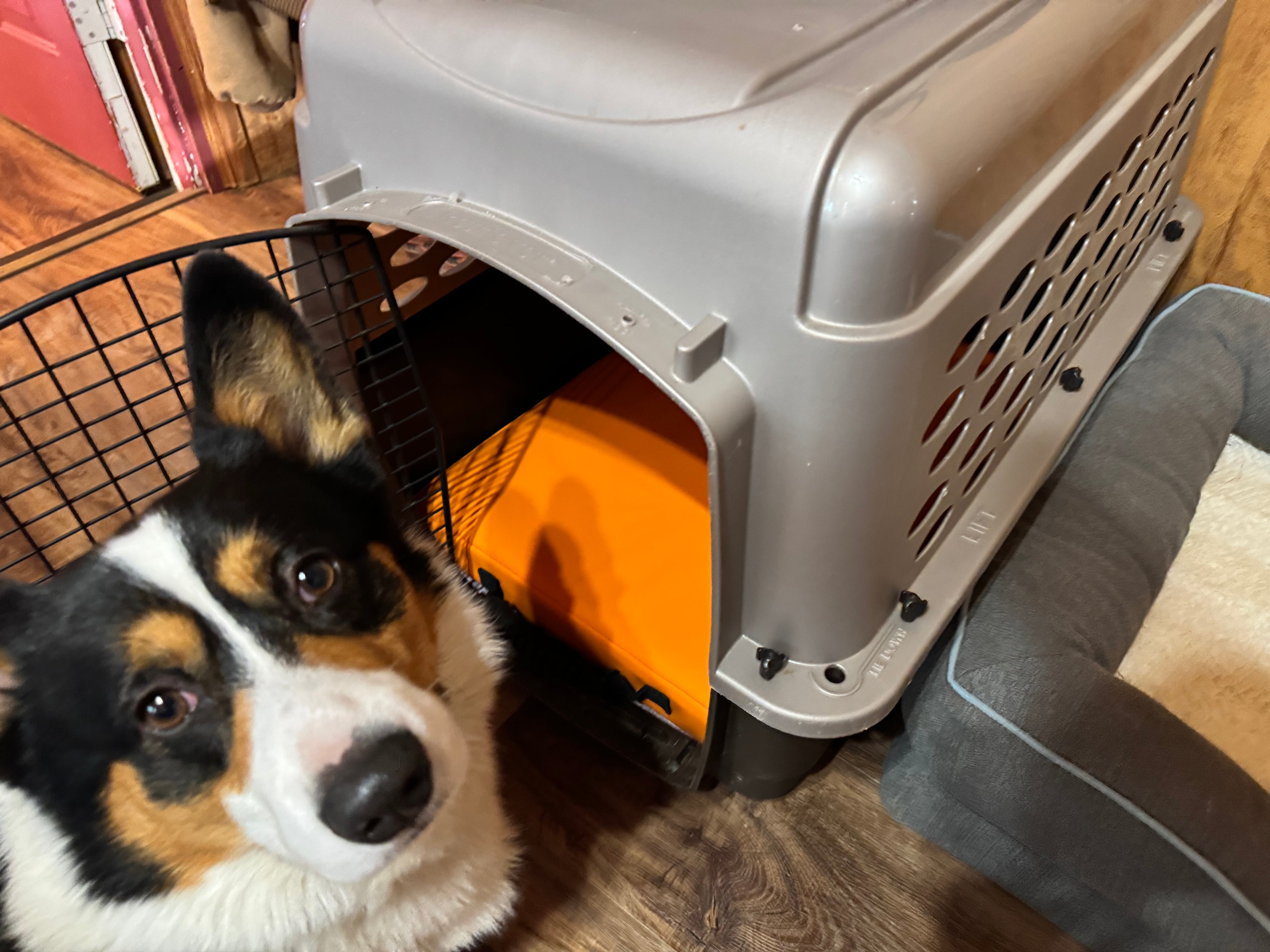 AWS - K9 Performance Pad with Orthopedic Support - Intermediate Orange