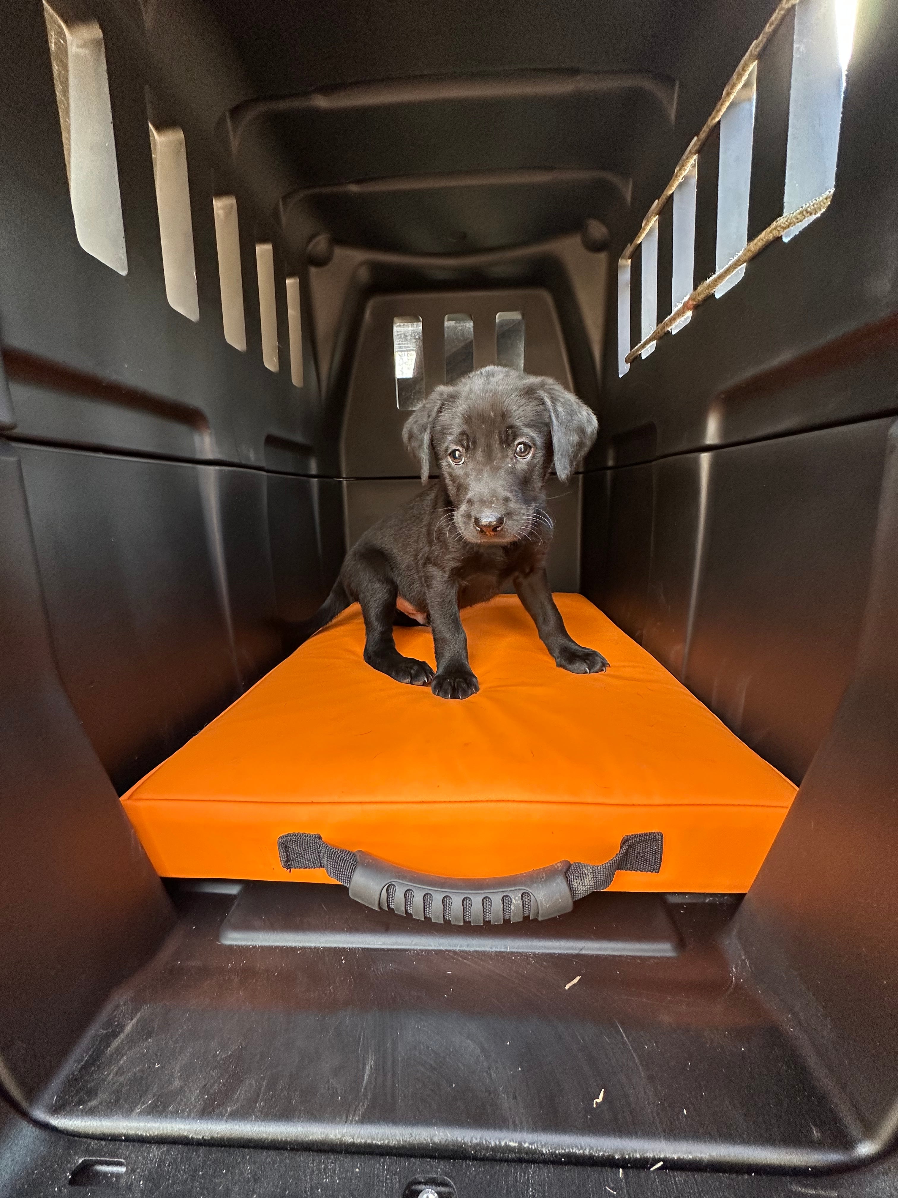 AWS - K9 Performance Pad with Orthopedic Support - Intermediate Orange